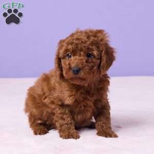 Moki, Miniature Poodle Puppy
